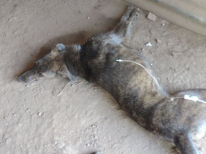 Encontraron más de 40 perros muriéndose en la Protectora