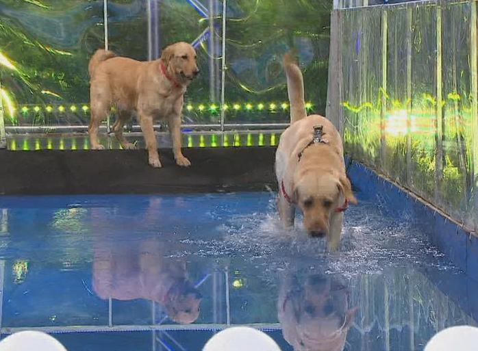 Perro arrecifeño ganador en “A Todo o Nada”