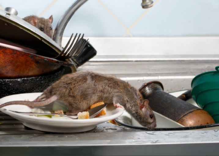 Medidas de prevención por el Hantavirus