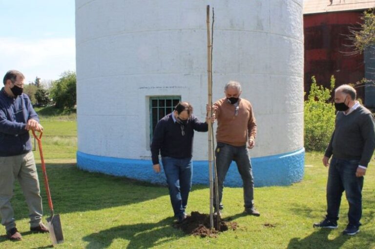 ÁRBOLES EN LA PLAZA HÉROES DE MALVINAS