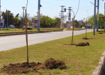 Forestación en Avenida Intendente Blanco