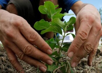 Entrega de semillas en el CIC