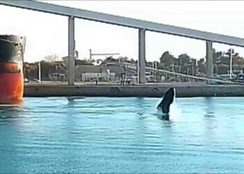 Video: Show de ballenas en Necochea