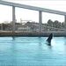 Video: Show de ballenas en Necochea
