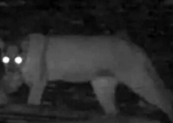 ¡CUIDADO! PUMA SUELTO EN CAMPOS DE ARRECIFES
