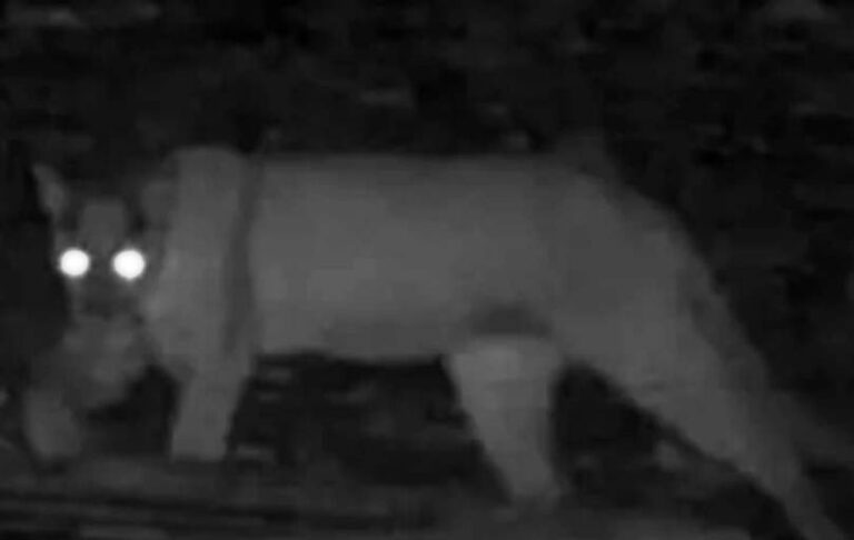 ¡CUIDADO! PUMA SUELTO EN CAMPOS DE ARRECIFES