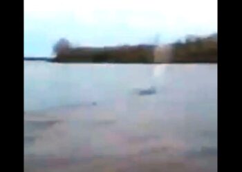 VIDEO: filmaron a una ballena en el río Paraná