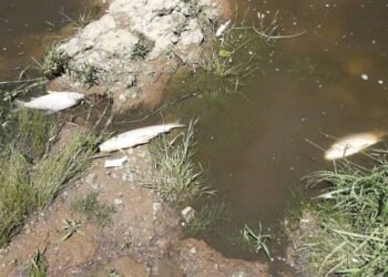 Miles de peces muertos en el río Arrecifes