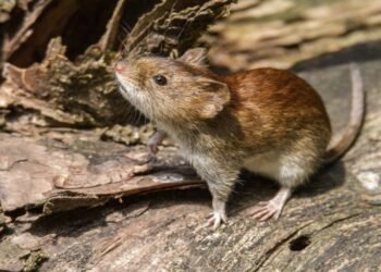 Alerta: el Mal de los Rastrojos llegó a nuestra zona