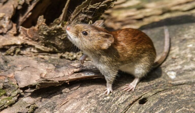 Alerta: el Mal de los Rastrojos llegó a nuestra zona