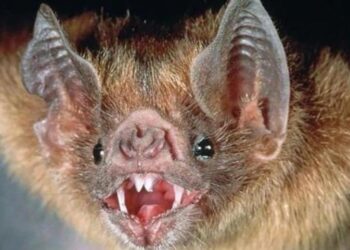 Encontraron un murciélago con rabia en una casa de Pergamino