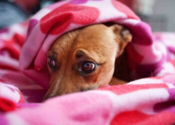 Otra vez: perros perdidos por el uso de pirotecnia en Arrecifes