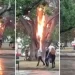 VIDEO. Un rayo fulminante cayó en pleno centro de Lincoln