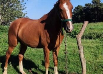 Robaron un caballo en Villa Sanguinetti