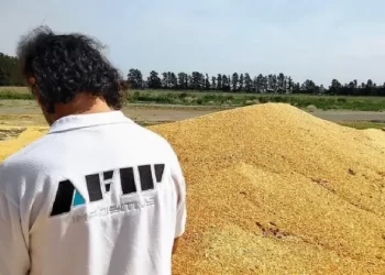 La AFIP incautó 470 toneladas de maíz en Arrecifes