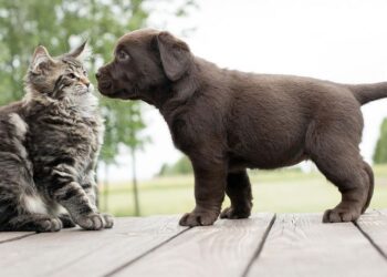 Las farmacias podrán vender medicamentos veterinarios