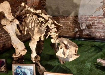 Presentaron el ‘cachorro’ de armadillo gigante en San Pedro