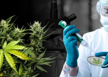 Ya rige la Ley de Cannabis Medicinal