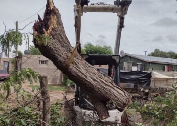 Retiraron el árbol que cayó sobre una vivienda