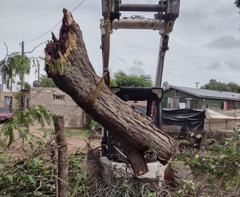 Retiraron el árbol que cayó sobre una vivienda