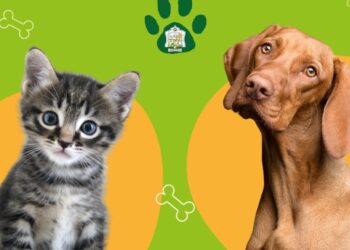 Reorganización de castraciones