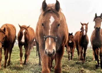 Confirman un caso de encefalitis equina en Ramallo