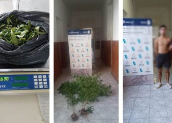 Secuestro de plantas de marihuana