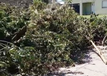 Prohibición de poda: multarán a quienes la realicen y dejen las ramas en la calle