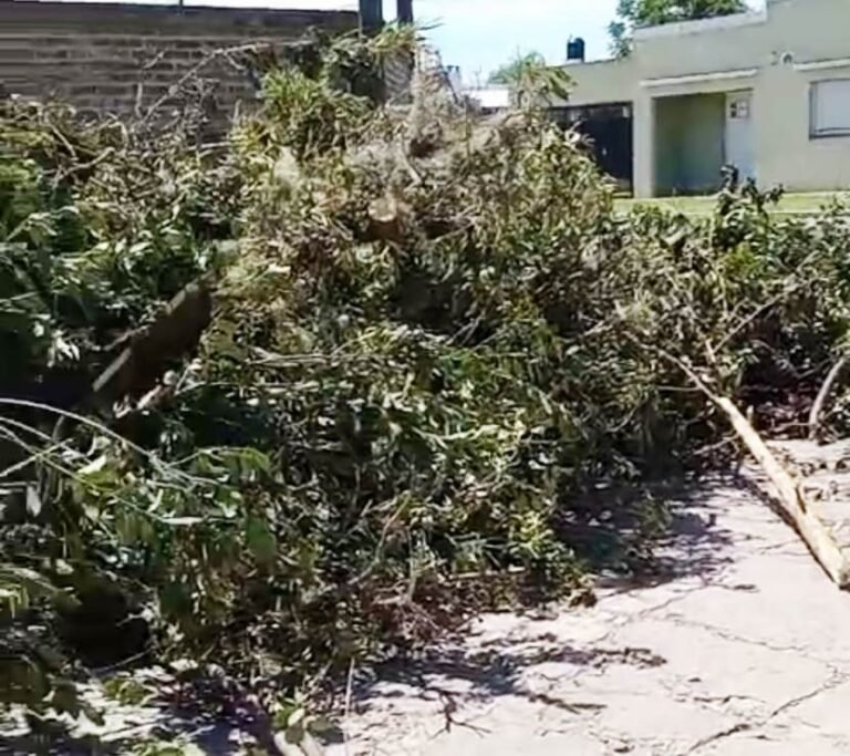 Prohibición de poda: multarán a quienes la realicen y dejen las ramas en la calle