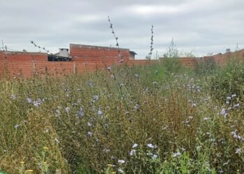 La Municipalidad multará a los propietarios que no mantengan en condiciones sus terrenos