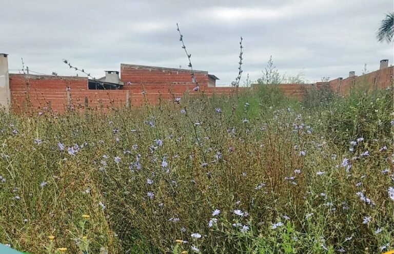 La Municipalidad multará a los propietarios que no mantengan en condiciones sus terrenos