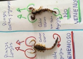 Información y recomendaciones ante la aparición de alacranes en Arrecifes