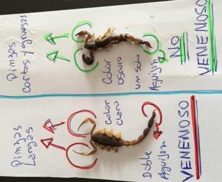 Información y recomendaciones ante la aparición de alacranes en Arrecifes