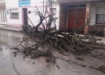 Se cayó un árbol en calle Urquiza