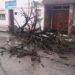 Se cayó un árbol en calle Urquiza