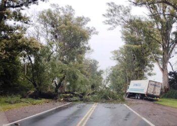Se cayó un árbol y cortó la ruta 8