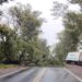 Se cayó un árbol y cortó la ruta 8