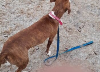 Envenenaron a una perra