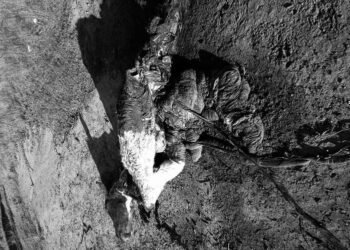 Otro caballo asesinado y faenado en Arrecifes