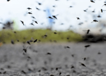 Se van los mosquitos: alerta por fuertes vientos en Arrecifes