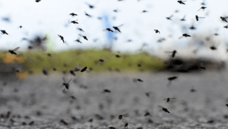 Se van los mosquitos: alerta por fuertes vientos en Arrecifes