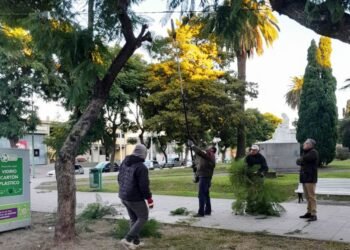 La Municipalidad comenzó con la poda de temporada