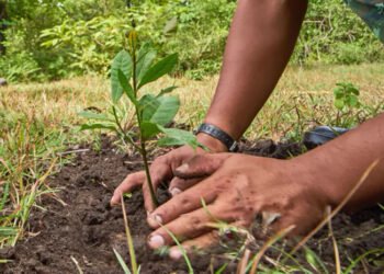 Convocatoria para la conformación del Consejo de Arbolado Público