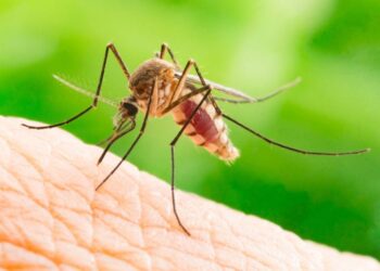 Por si nos faltaba algo, llegó el mosquito austral