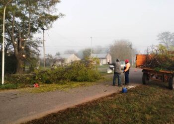Comenzaron la poda en Viña