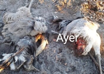 Tristísimo: matanza de animales en una quinta de Villa Sanguinetti