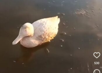VIDEO. La insólita noticia de los “patos congelados” recorre el país