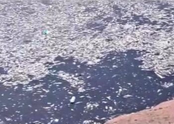 Miles de peces muertos en el río Arrecifes