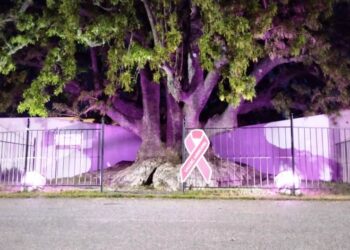 Mes Rosa: iluminaron el ombú de Viña