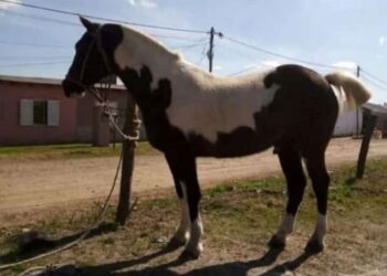 Buscan un caballo robado